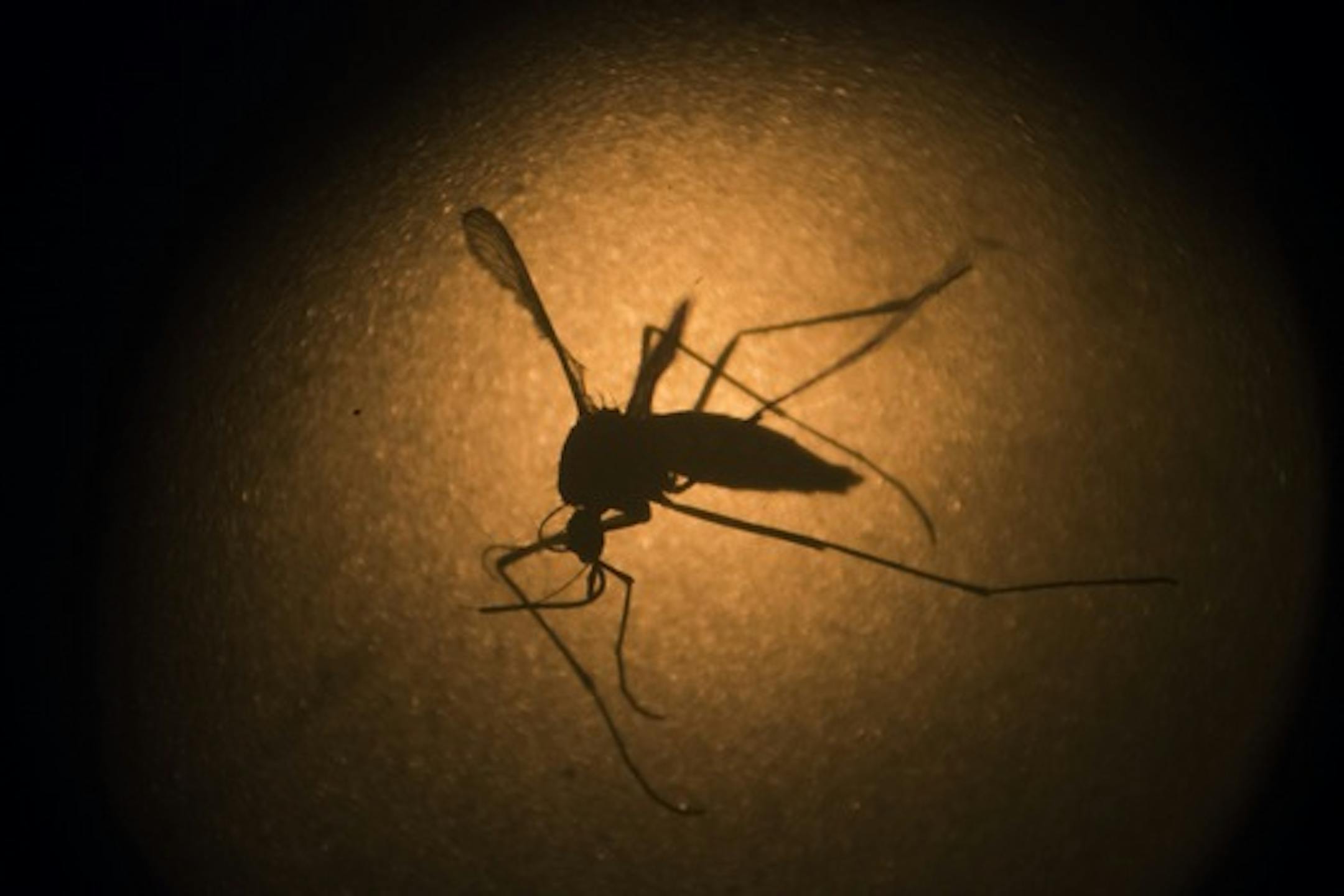 The Zika virus, carried mainly by the Aedes mosquito species but also transmitted sexually among humans, has ravaged Puerto Rico, where 2,500 people have been infected.