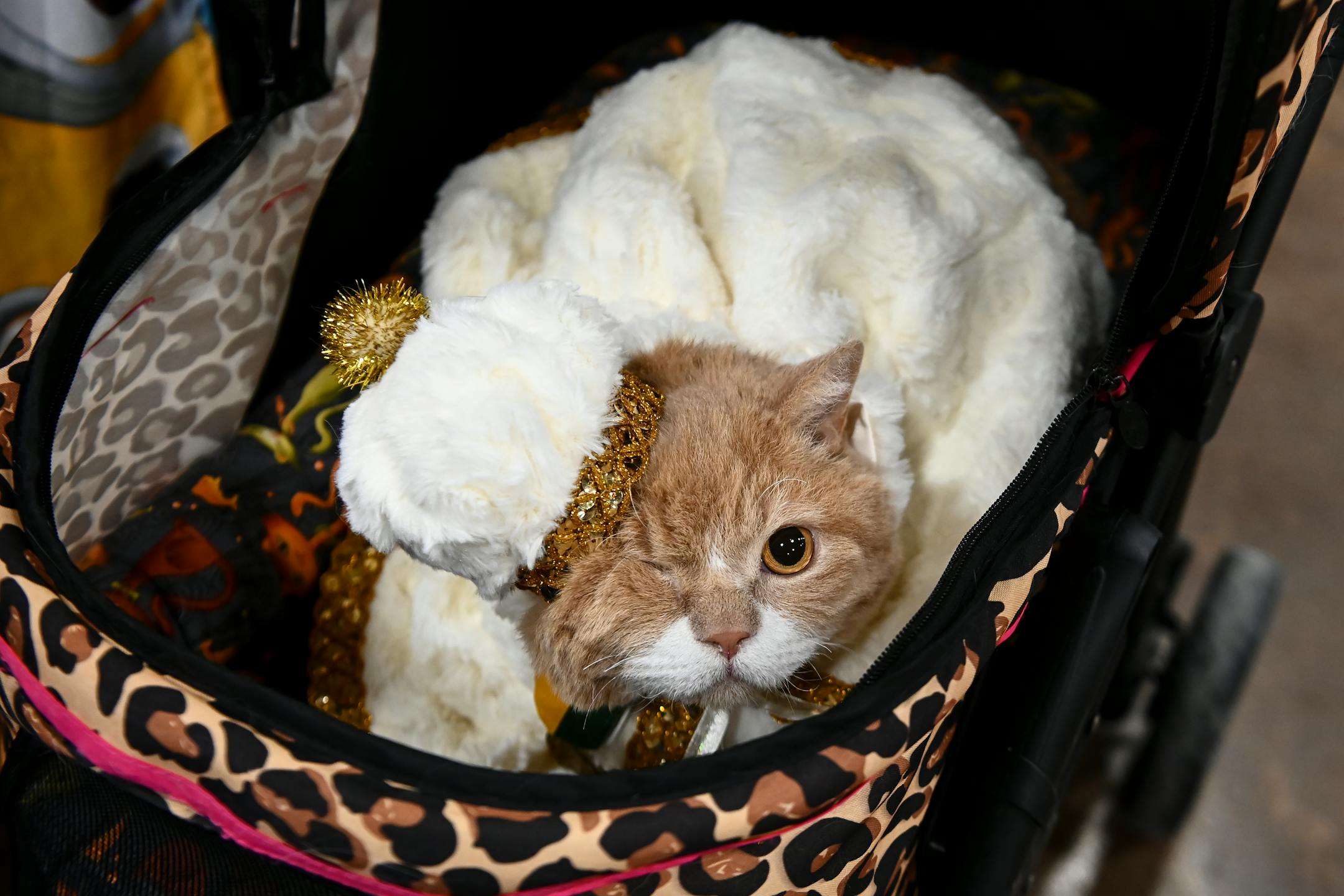 "Commander Wolffe," a one-eyed Selkirk Rex, wore the crown of "Rosa," a female cat showed by his owners, Karen and her son, Matt Overholser of Pine City. Rosa was crowned as queen at the conclusion of the Saintly City Cat Show Sunday. "Commander Wolffe" was caught in a tie with a Maine Coon for king, but the Maine Coon was publicly crowned king, leading to a disagreement between Matt and the judges. Organizers agreed that "Wolffe" would be co-king and they're planning on sending him his own crown and cape. ] Aaron Lavinsky ¥ aaron.lavinsky@startribune.com