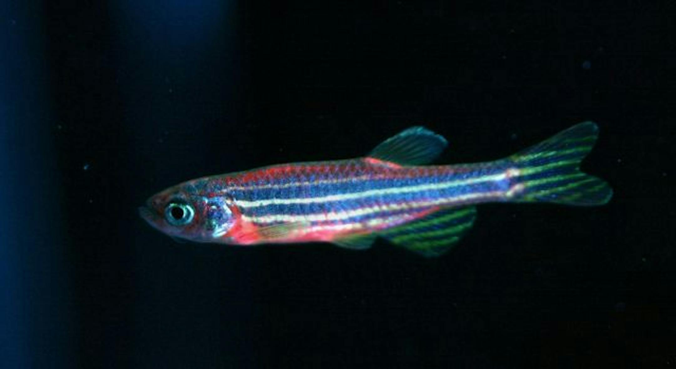 File photo: "GloFish" a Zebra fish genetically modified to glow red or green in reaction to heavy metal pollutants