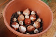 A container with drainage holes, potting mix, and a few spring flowering bulbs planted pointed side up is all you need to create a colorful indoor gar
