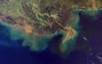 The Gulf of Mexico's hypoxic "dead zone" at the end of the Mississippi River is seen by satellite south of Louisiana in 2017. Credit: National Oceanic