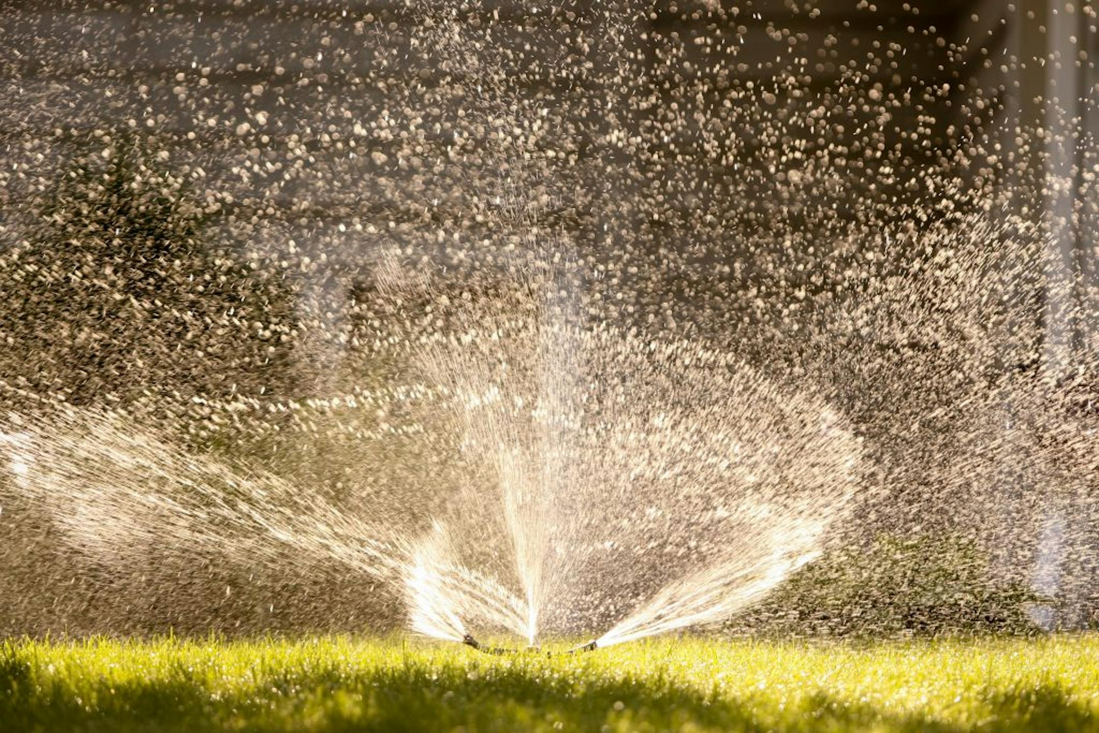 A sprinkler watered a lawn on Tree Farm Rd. in Eden Prairie Friday evening after 5 p.m.