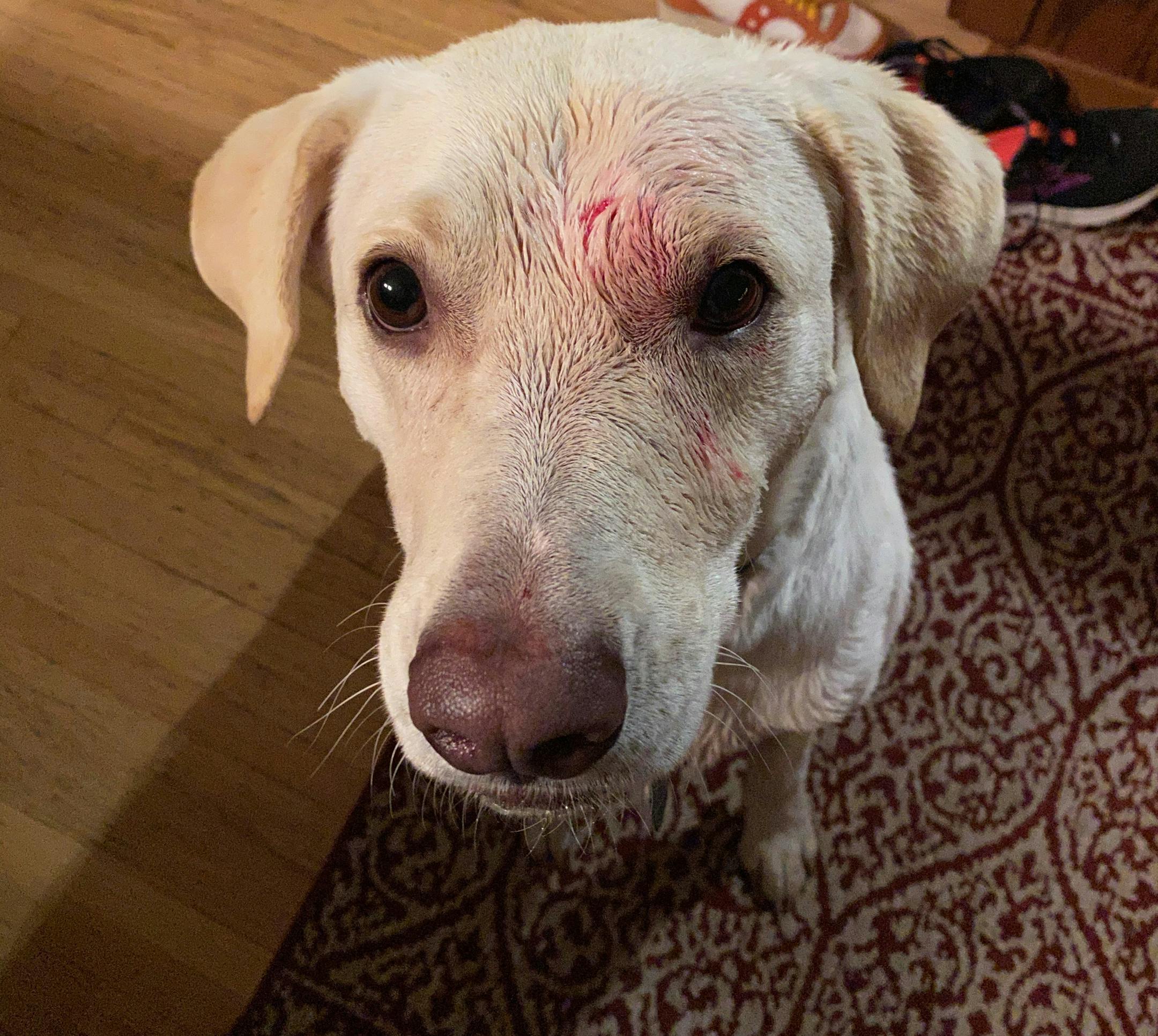 Birch, after the latest skirmish in the war between digs and raccoons.