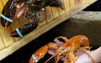 A rare bright orange lobster is held next to a regular lobster at the Fisherman's Catch Seafood restaurant in Raymond, Maine, Thursday, July 23, 2015.