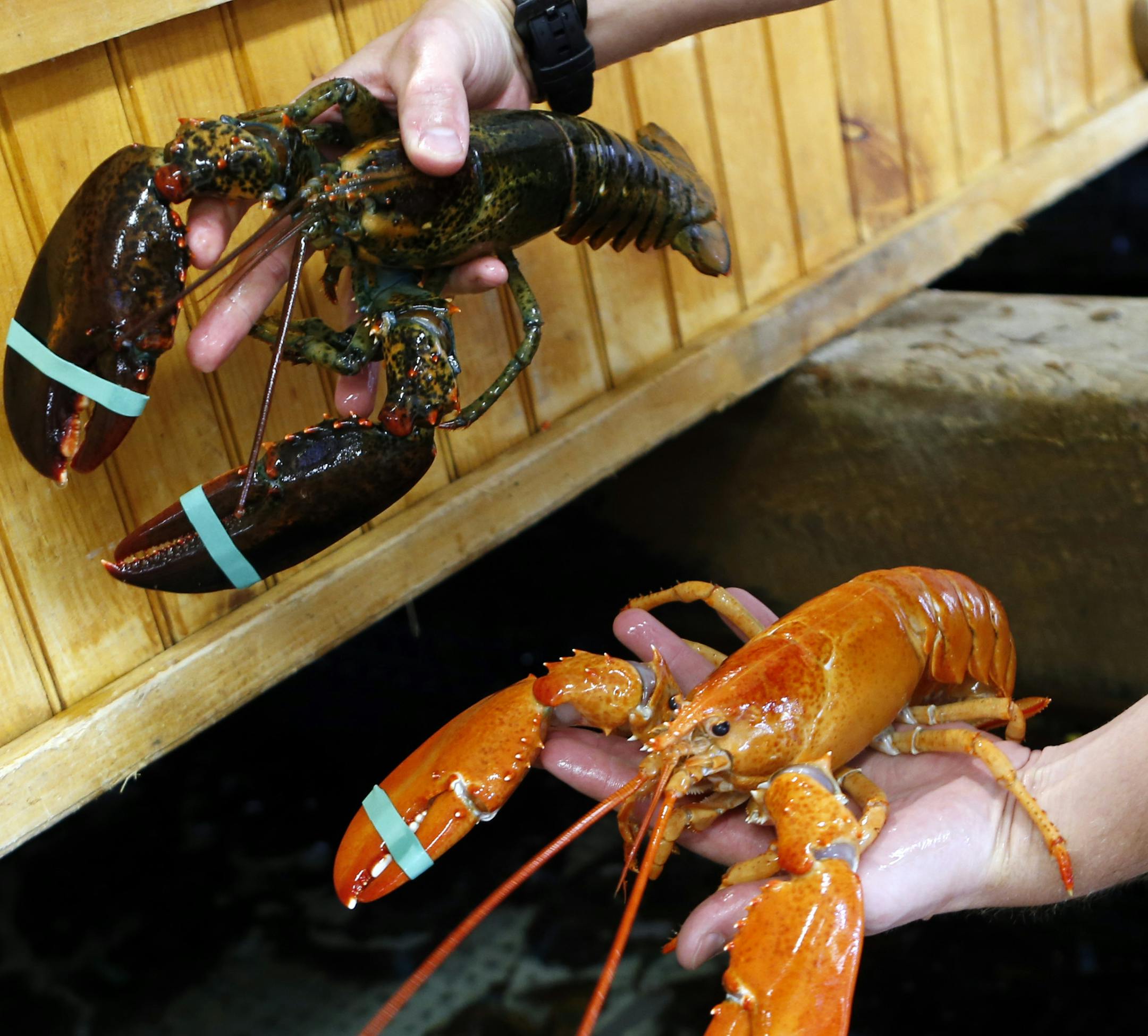 A rare bright orange lobster is held next to a regular lobster at the Fisherman's Catch Seafood restaurant in Raymond, Maine, Thursday, July 23, 2015. Fisherman Bill Coppersmith, of Windham, Maine, caught the crustacean on Wednesday. Robert Bayer, executive director of The Lobster Institute at the University of Maine, says the odds of catching an orange lobster are one in several million. Coppersmith caught a white lobster in 1997; a one-in-100 million catch. (AP Photo/Robert F. Bukaty)