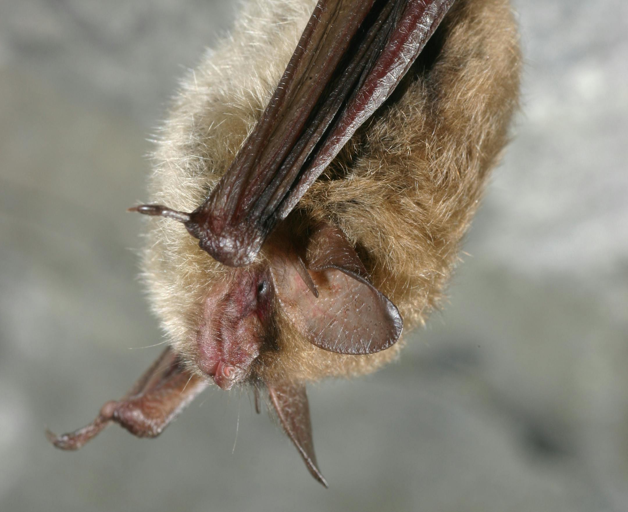 Northern long-eared bats are one of the dominant species among Minnesota bats.