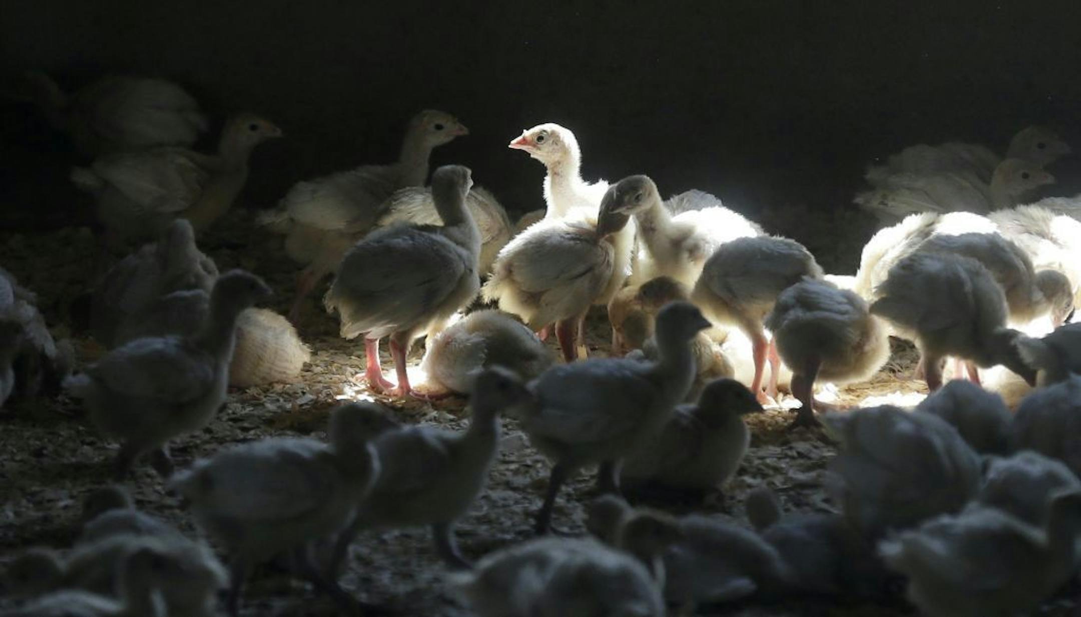 FILE - In this Aug. 10, 2015 file photo, a flock of young turkeys stand in a barn at the Moline family turkey farm after the Mason, Iowa farm was restocked. Harrisvaccines, an Iowa Company, announced Monday, Sept. 21, 2015 that is has been awarded the first license by the U.S. Department of Agriculture to develop a bird flu vaccine.