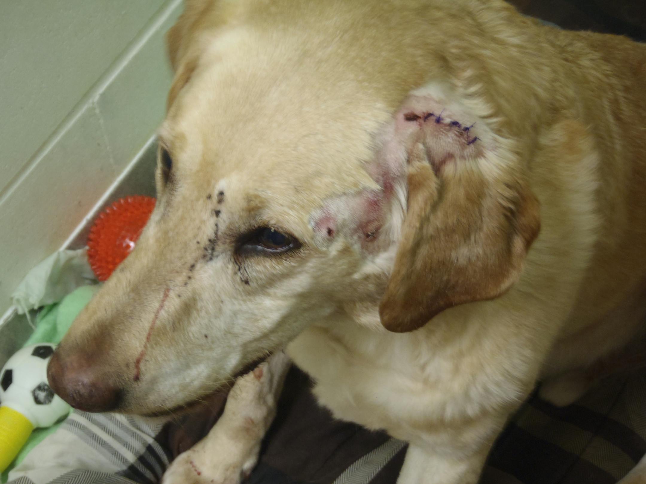 This dog was shot with a pellet gun and found in Stearns County.
