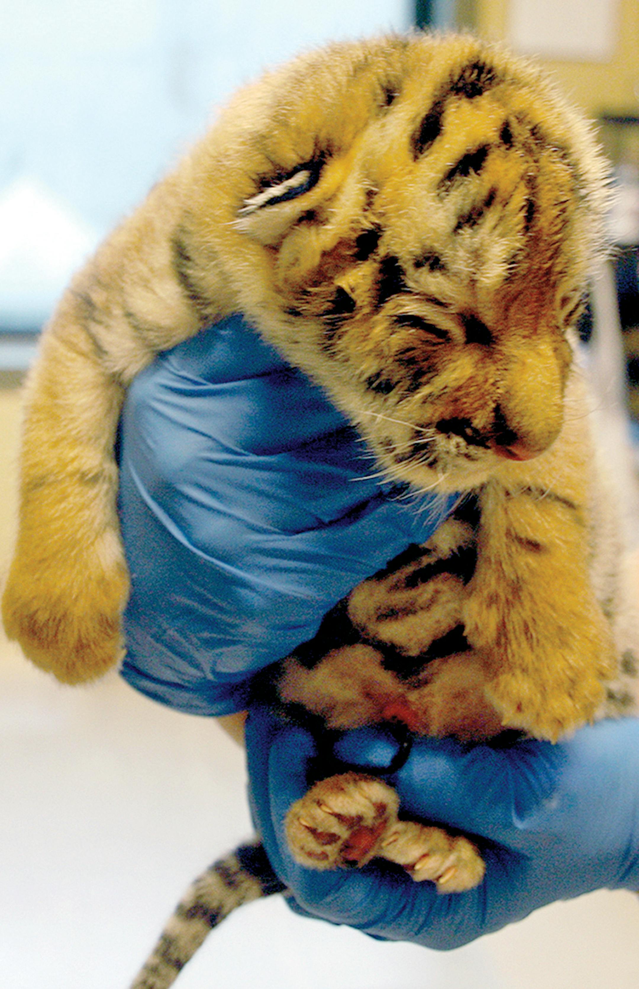The Minnesota Zoo’s Diana Weinhardt has raised Sundari, an Amur tiger, since it was a cub.