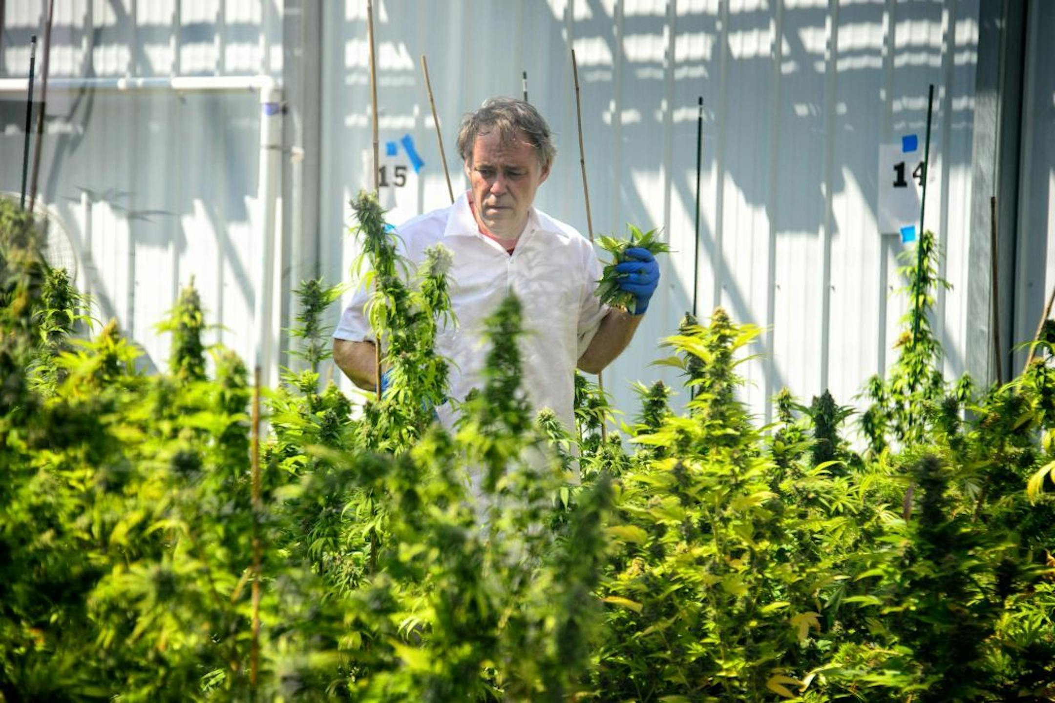 Guy Lindblom picked unnecessary leaves from mature cannabis plants so they can concentrate more of their energy into the buds where the medicinal chemicals are produced.