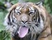 A tiger sticks out his tongue during a rainy spring day at the zoo in Dortmund, Germany, Tuesday, April 29, 2014.