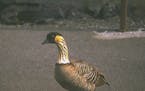 A nene, the state bird of Hawaii, shows itself in Volcanoes National Park in Hawaii.