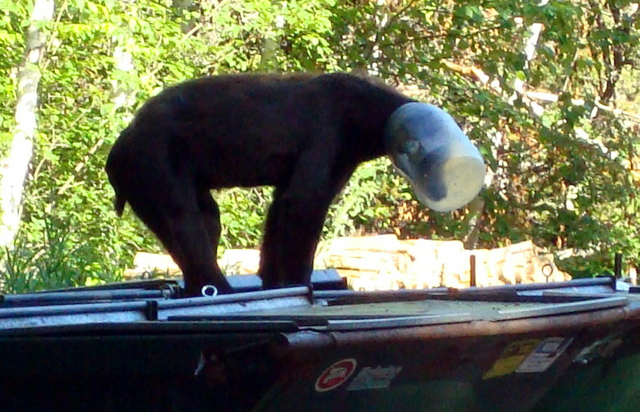 This black bear, whose head was stuck in a 2-gallon clear plastic jug, was shot and killed by Frazee police after it wandered into town July 26.