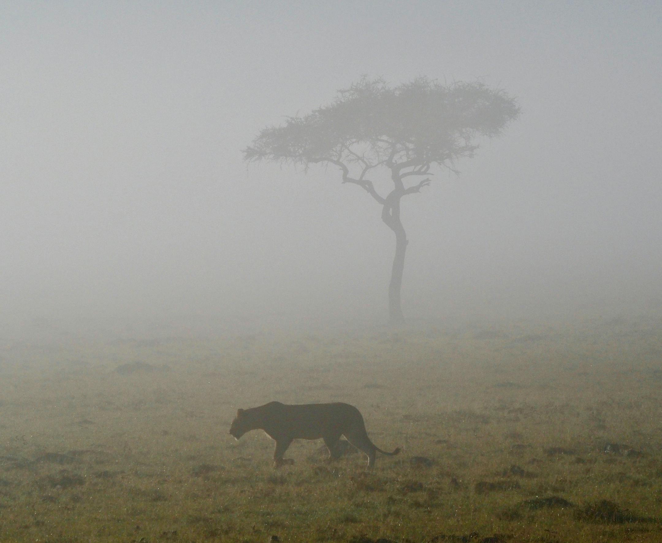 Erik Skon, Stillwater, Minnesota; Cell 651-303-7671 In February/March of this year (2019), my wife Kathy and I enjoyed a three week vacation in Kenya, Africa. After completing a guided hike to the summit of Mount Kenya (five days and 15,000 feet high), we rewarded ourselves with a four day safari experience on the Masai Mara National Reserve. This photo was taken on the last safari of our trip. It was about 7:00 AM and suddenly a dense fog rolled in, making driving almost impossible. As we sat q