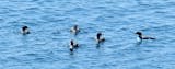 Five loons float on the water close together.