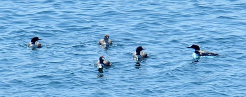 Five loons float on the water close together.