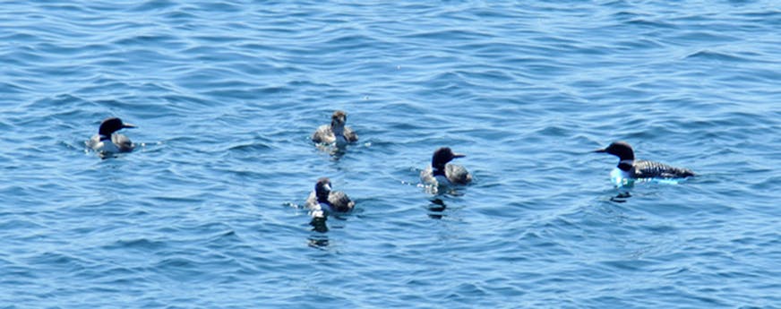 Five loons float on the water close together.