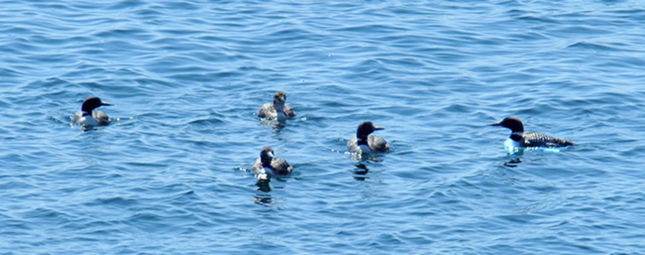 Five loons float on the water close together.