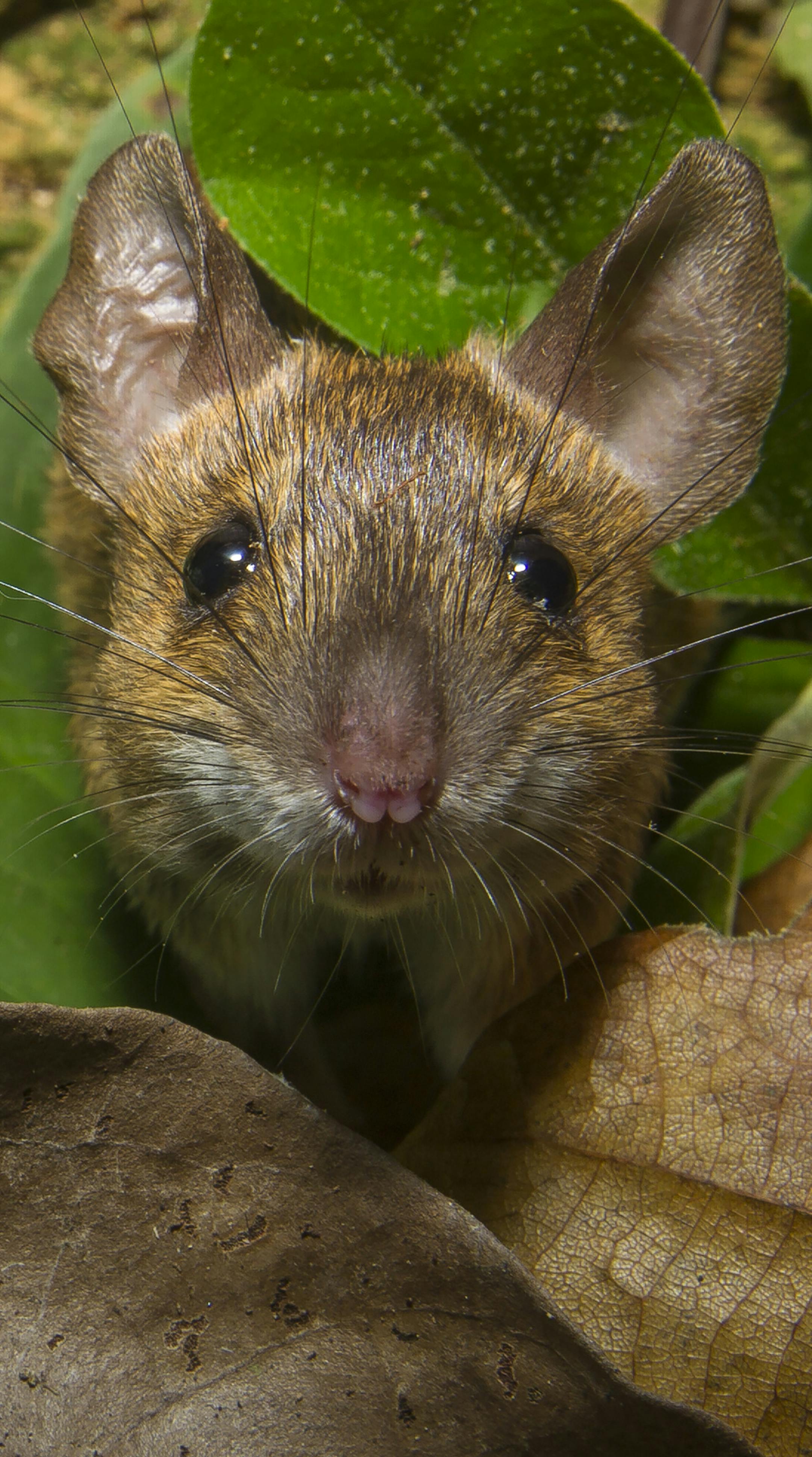 A photo provided by the Wildlife Conservation Society of a rice rat. In June 2015, a team of scientists at Madidi National Park in Bolivia documented 8,524 different species in the park. (Mileniusz Spanowicz/Wildlife Conservation Society via The New York Times) -- NO SALES; FOR EDITORIAL USE ONLY WITH NYT STORY SCI WATCH BY JAMES GORMAN OF MAY 29, 2018. ALL OTHER USE PROHIBITED. --