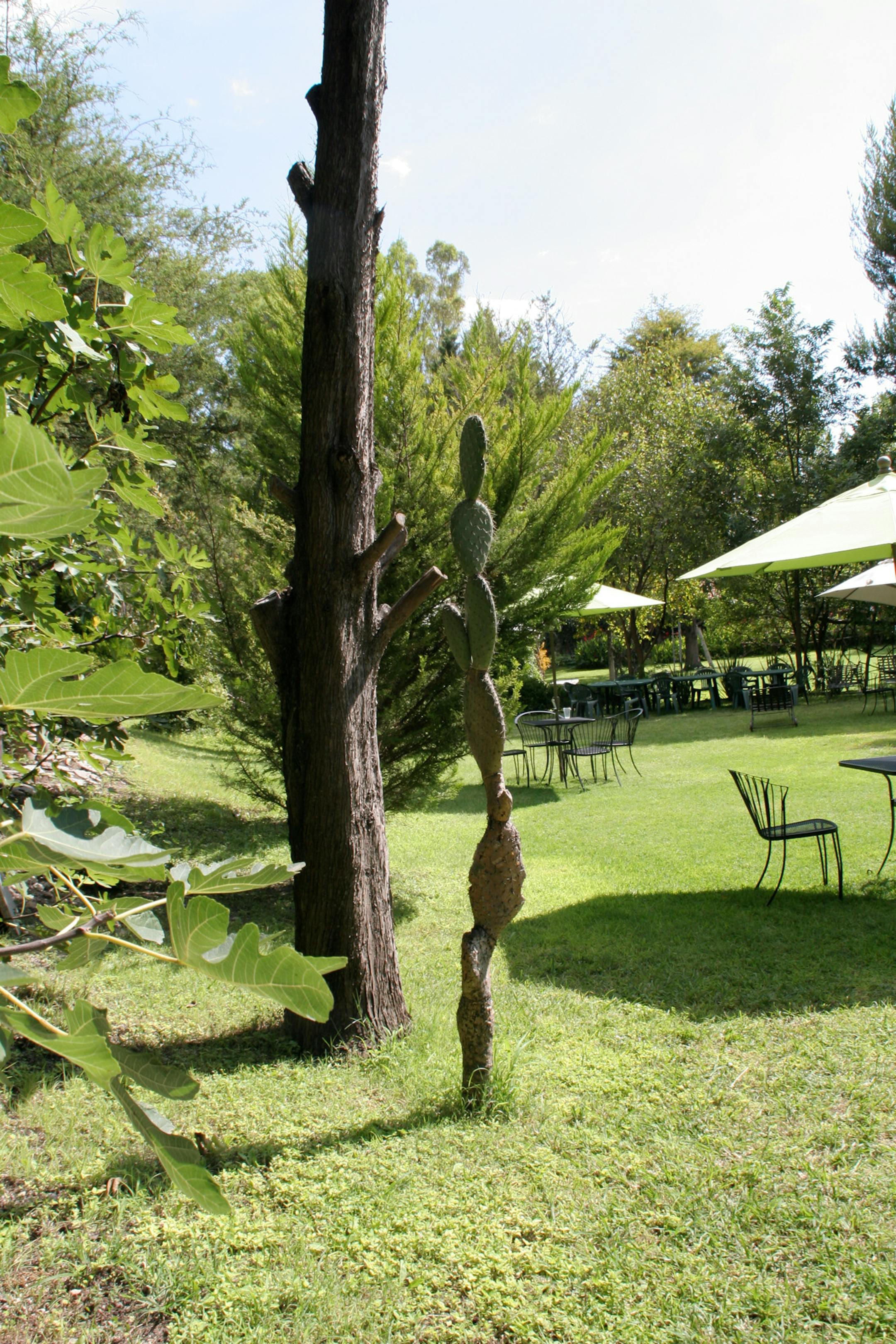 To a midwestern six-year old, a cactus is exotic enough to merit its own photograph.