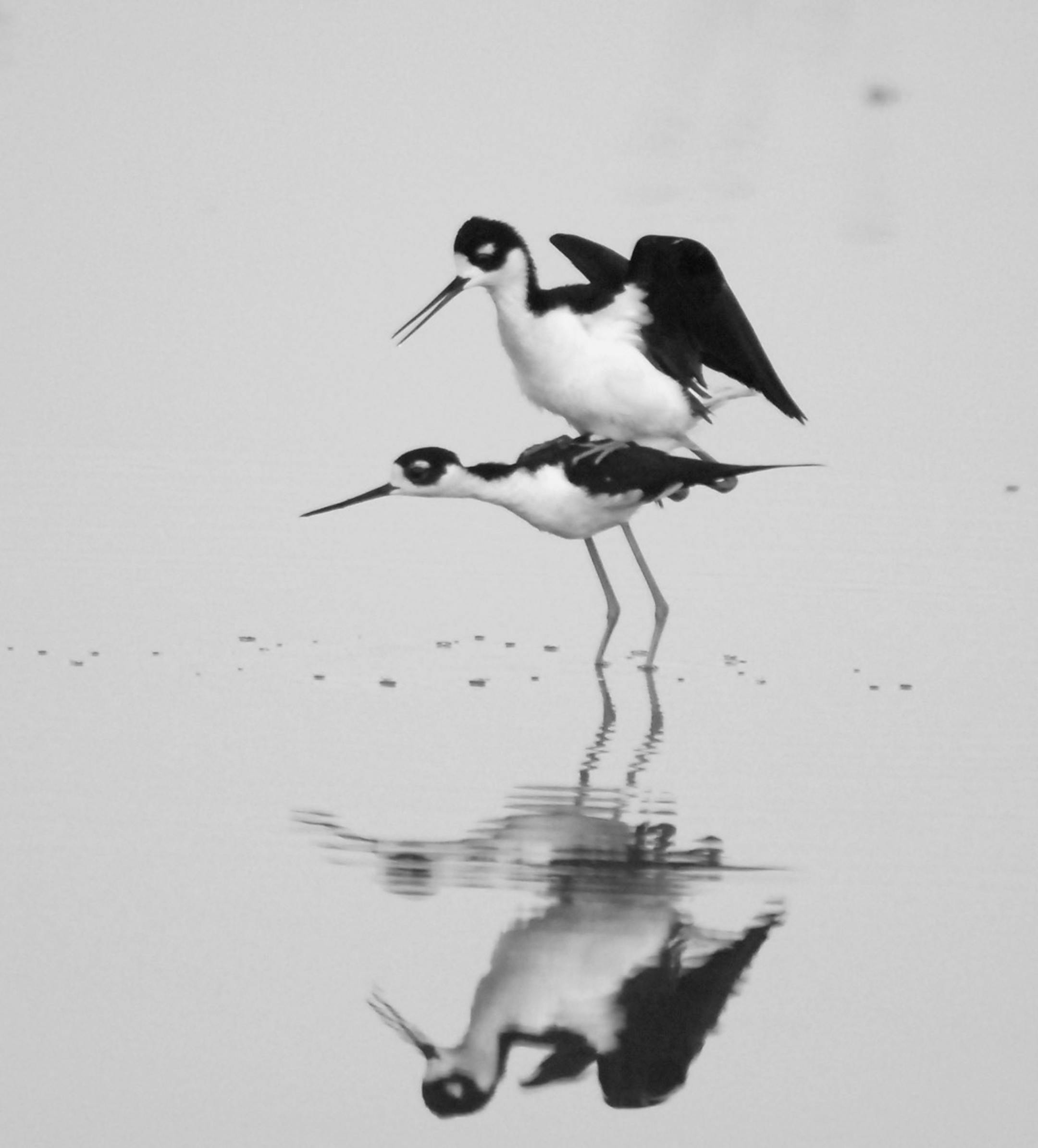 Black-necked stilts is a species rarely seen in Minnesota.