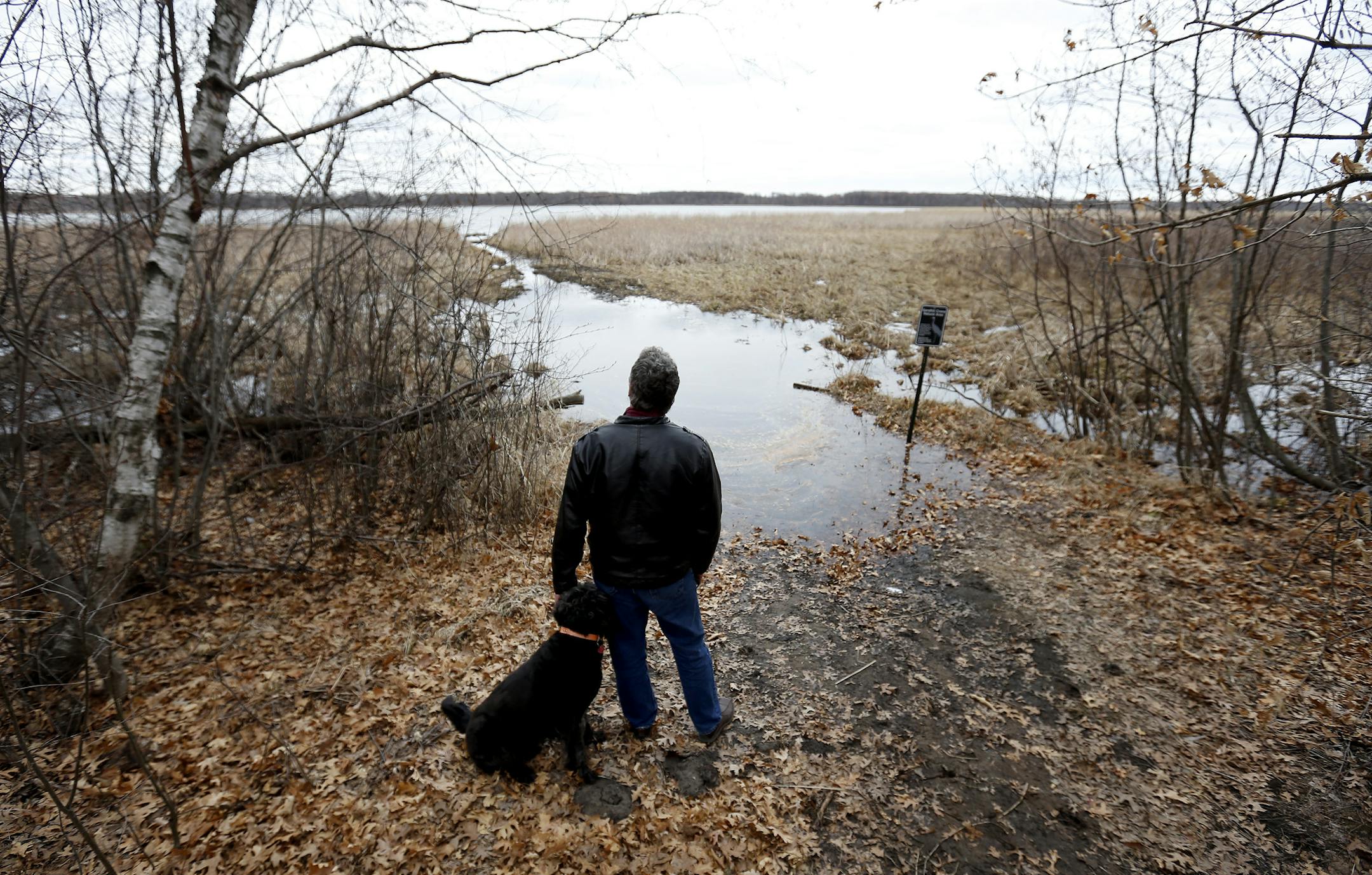 Frank Hull and his dog Kona a Labradoodle viewed the scene of Sandhill Crane Natural Area near their back yard in East Bethel.] CARLOS GNZALEZ cgonzalez@startribune.com May 5, 2013, East Bethel, Minn., Of the 2.5 million surface acres known in Minnesota as School Trust Lands, fewer are as controversial -- and possibly precedent setting -- as 60 acres of the Sandhill Crane Natural Area in East Bethel. The DNR has proposed to clear cut the area, saying that many of the trees are wilted and infeste