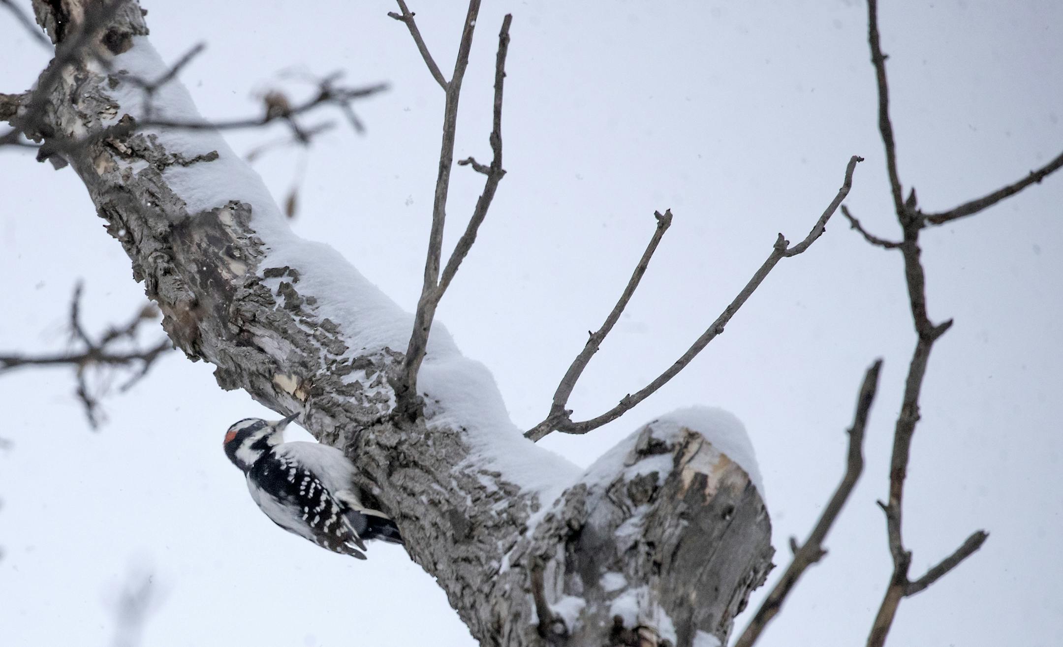A woodpecker took to a tree beneath the snowfall near Mississippi Blvd., Tuesday, February 12, 2019 in St. Paul, MN.