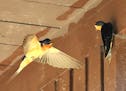 Barn swallows needed rain