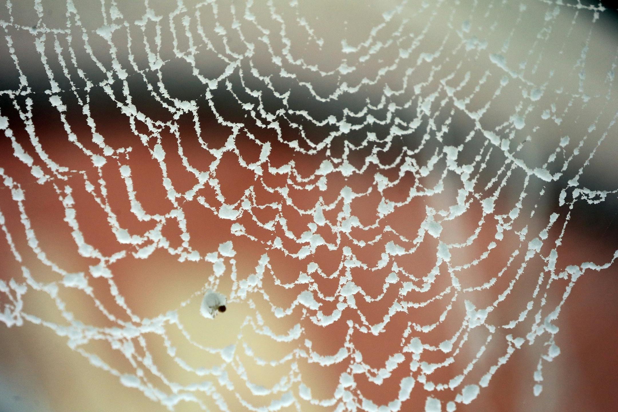 A spider web is covered in snow along Rt 391 on Tuesday, Nov. 18, 2014, in Boston, N.Y. (AP Photo/The Buffalo News, Harry Scull Jr.) TV OUT; MAGS OUT; MANDATORY CREDIT; BATAVIA DAILY NEWS OUT; DUNKIRK OBSERVER OUT; JAMESTOWN POST-JOURNAL OUT; LOCKPORT UNION-SUN JOURNAL OUT; NIAGARA GAZETTE OUT; OLEAN TIMES-HERALD OUT; SALAMANCA PRESS OUT; TONAWANDA NEWS OUT