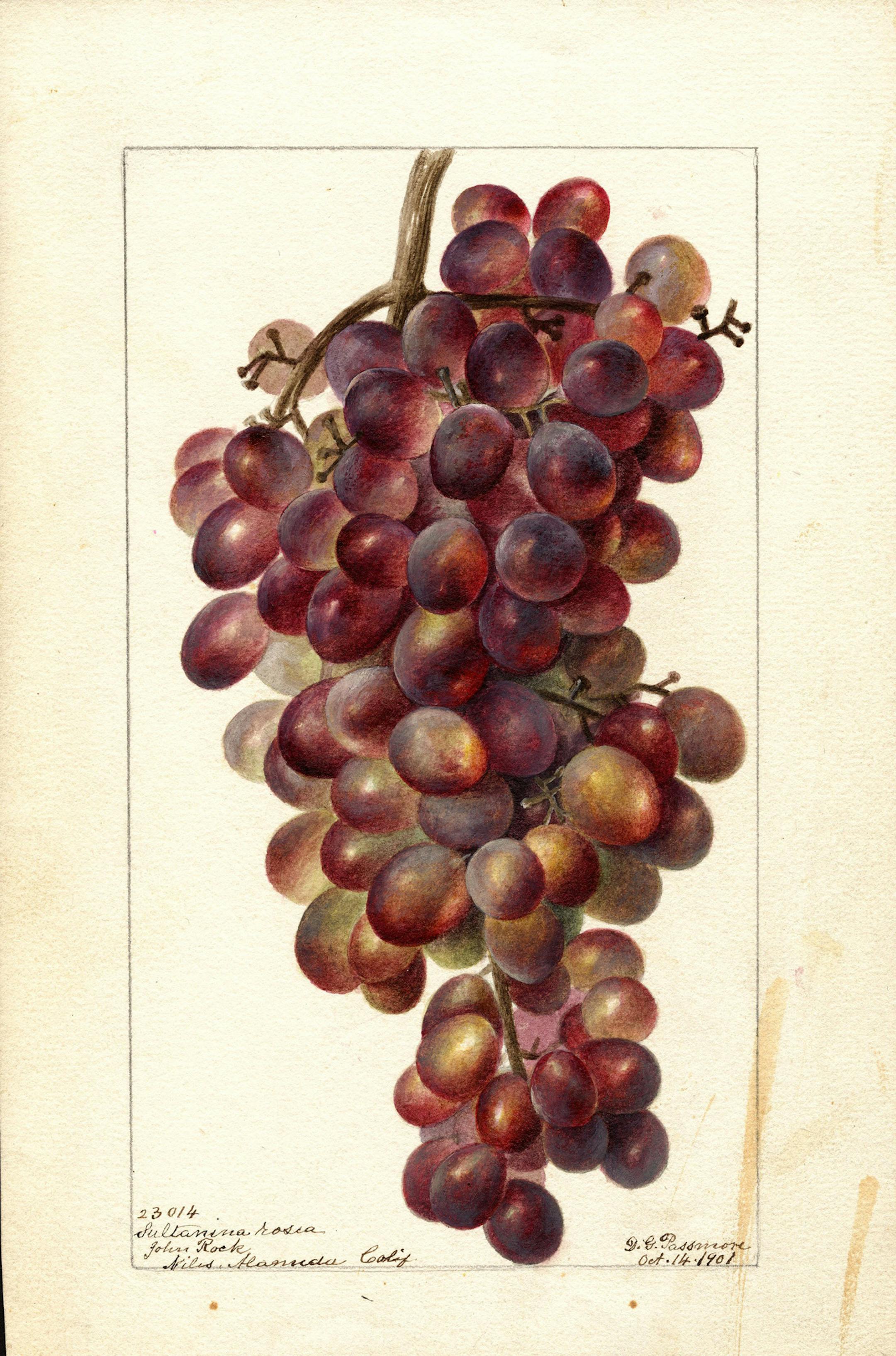 Watercolors showing fruit that was introduced to America by David Fairchild were commissioned by the U.S. Department of Agriculture between 1899 and 1919. Pictured: Red Grape Sultanina Rosea, 1901. (Handout) ORG XMIT: 1225423