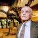 January 31, 1992 Bruce Erickson, curator of paleontology examined the new Diplodocus, Allosaurus and Camptosuarus exhibit at science Museum of Minneso