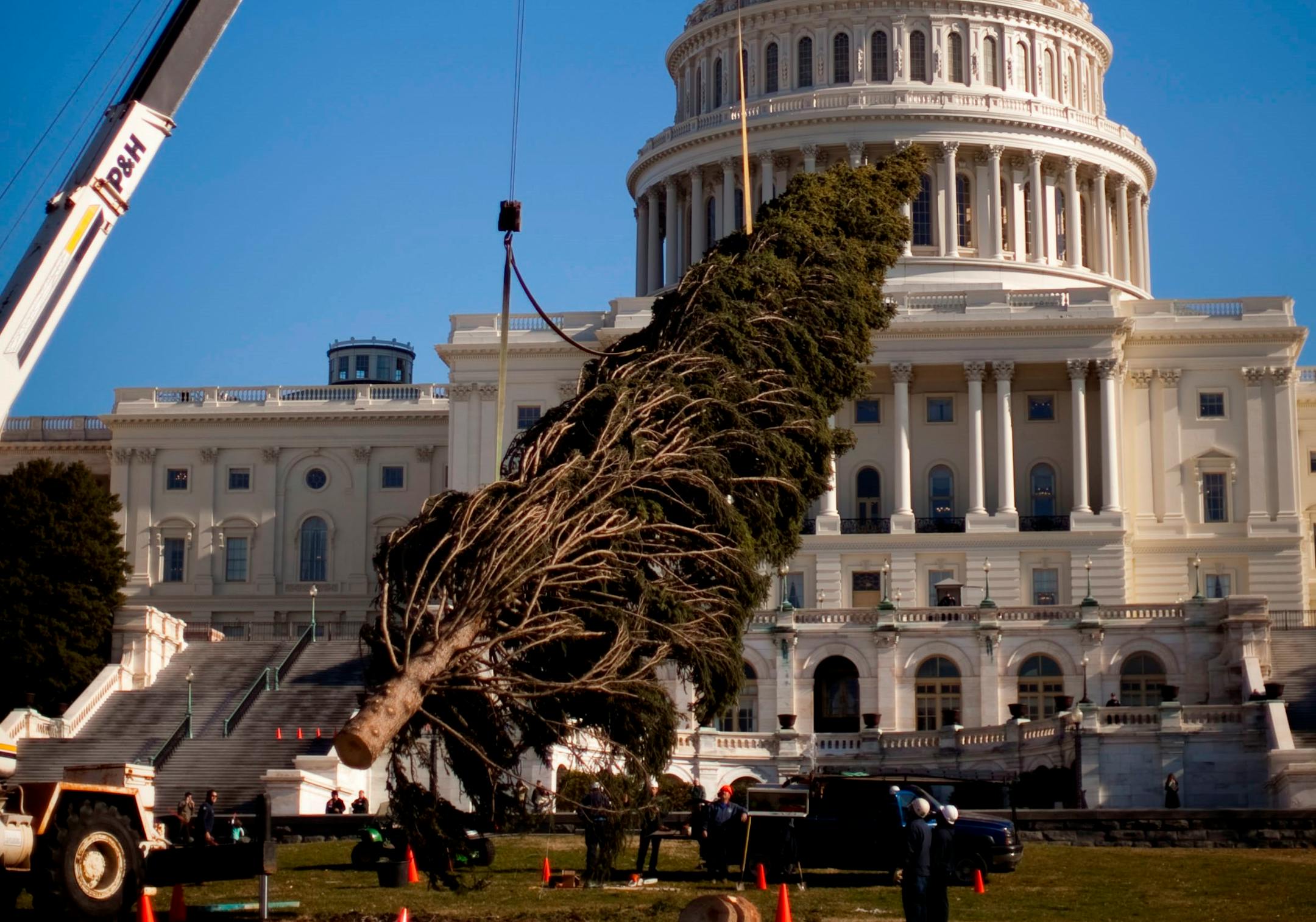 The Capitol Christmas Tree was moved by crane in preparation for trimming in front of the U.S. Capitol in Washington in 2010.