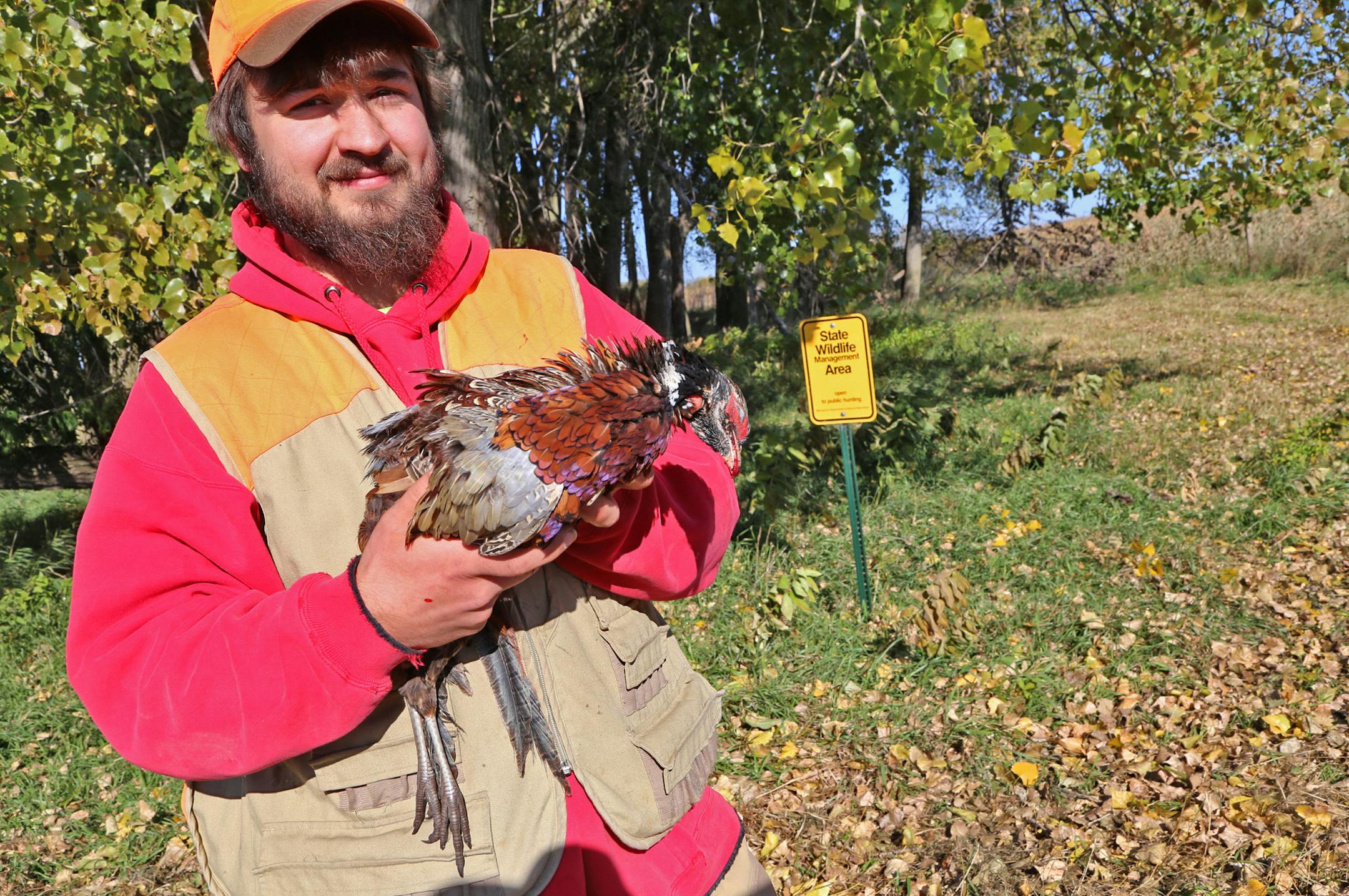 Andrew Laudenbach, 25, of St. Joseph, Minn., scratched out a young rooster pheasant Sturday morning hunting in Lac qui Parle County.
