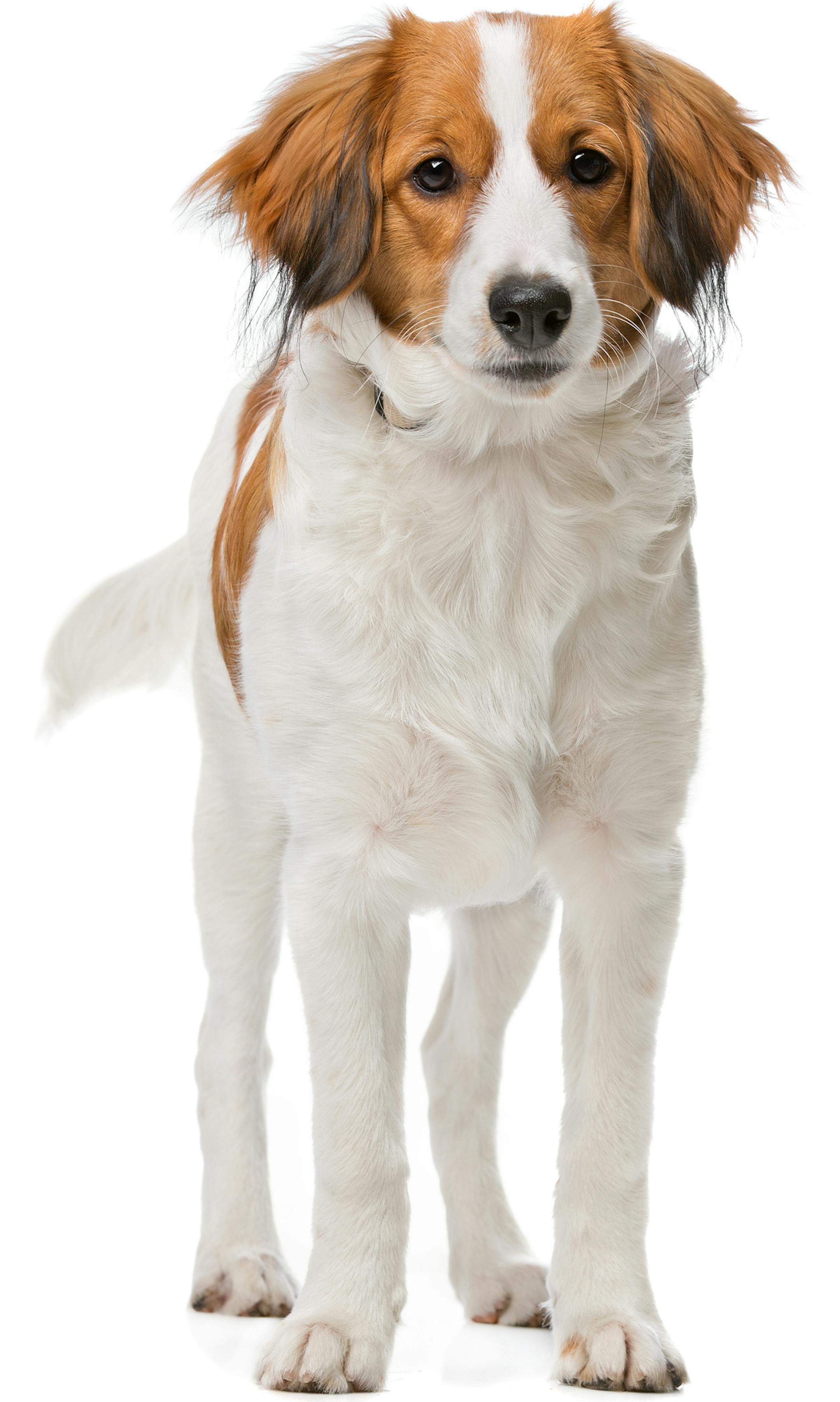 Kooiker dog, Dutch Dog breed, in front of a white background