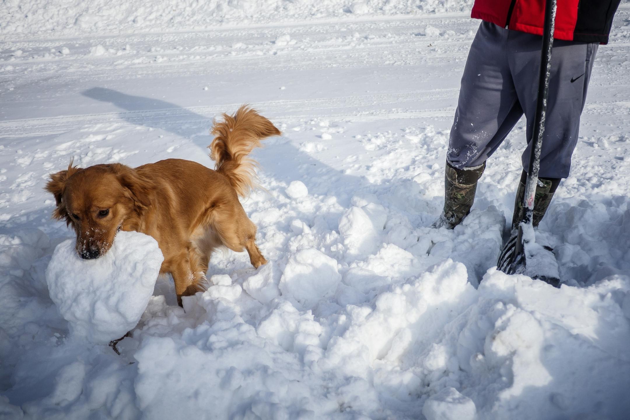 Nelson "helps" his owner Chris Gillard clear snow from their driveway Sunday, Feb. 24, 2019, in Rochester after heavy snow overnight. MANDATORY CREDIT: Joe Ahlquist / jahlquist@postbulletin.com