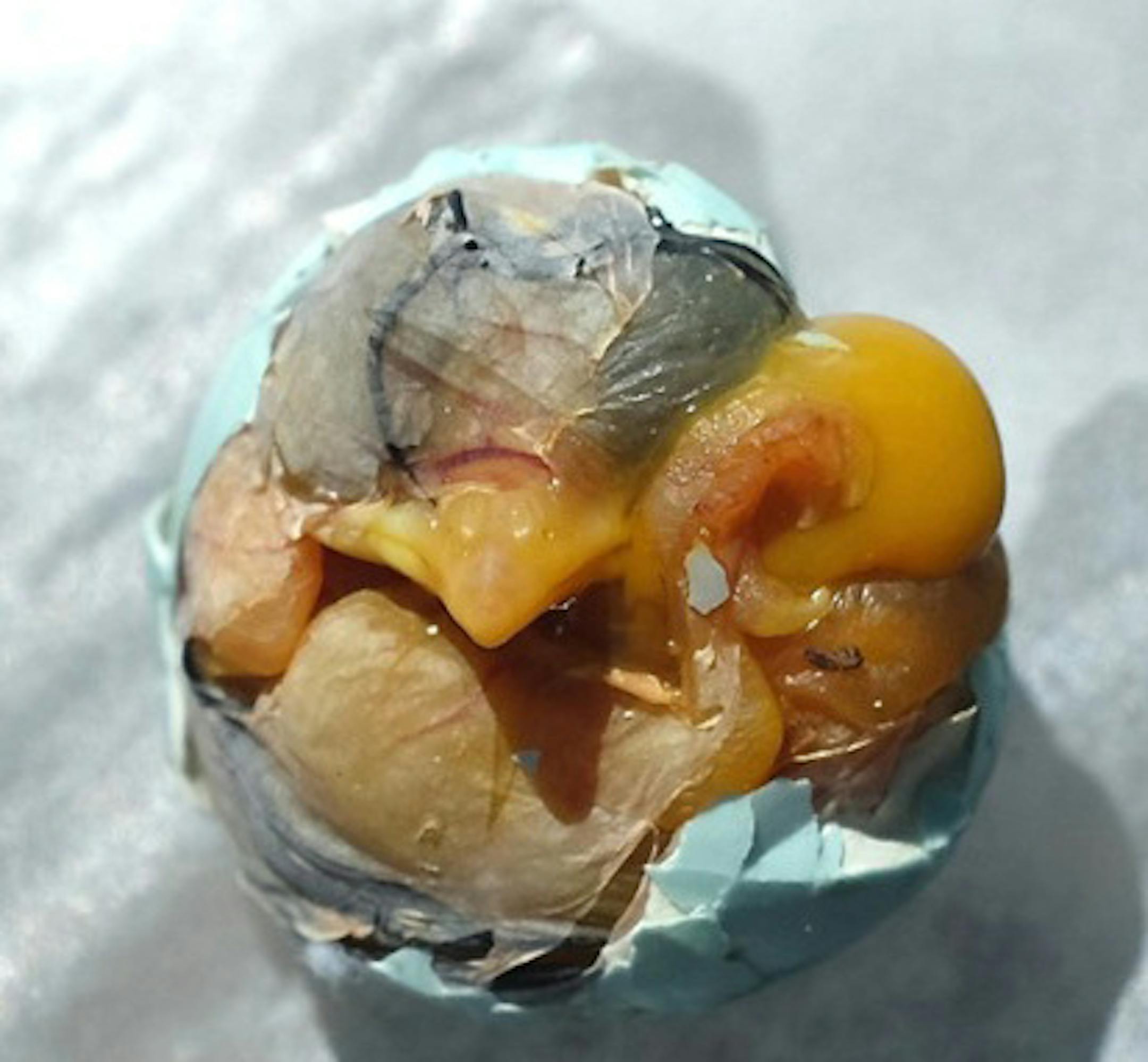 This is a bluebird embryo, my guess about two-thirds into its two-week development as a bluebird chick. (The egg had fallen from the nest and wasn't going to hatch.) credit: Jim Williams, special to the Star Tribune