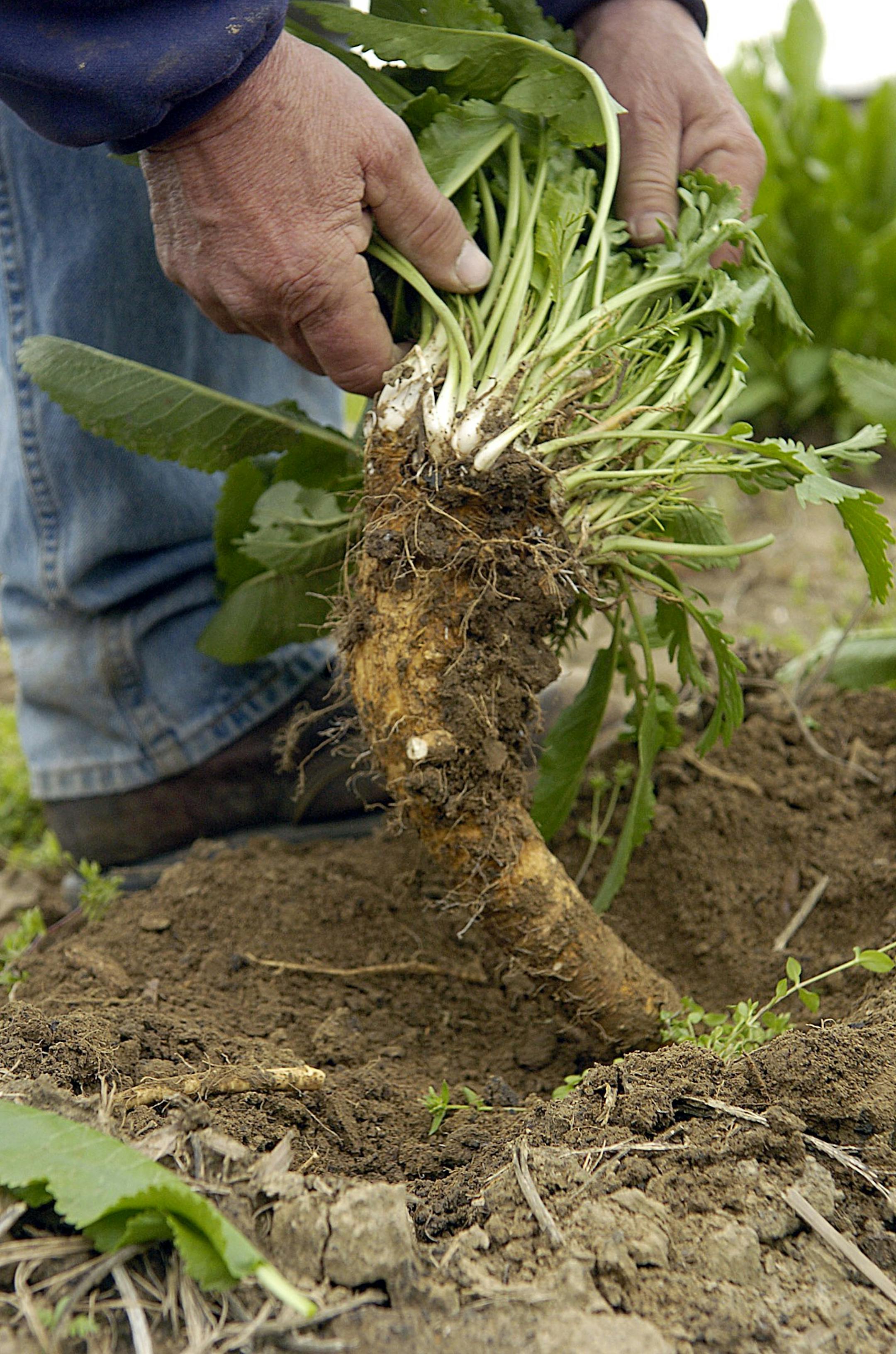 Horseradish can be tough to get rid of once it takes root.