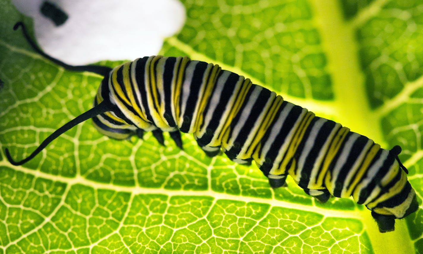 Monarchs complete almost all of their growth during the larval stage, which lasts 9 to 14 days in normal summer temperatures.