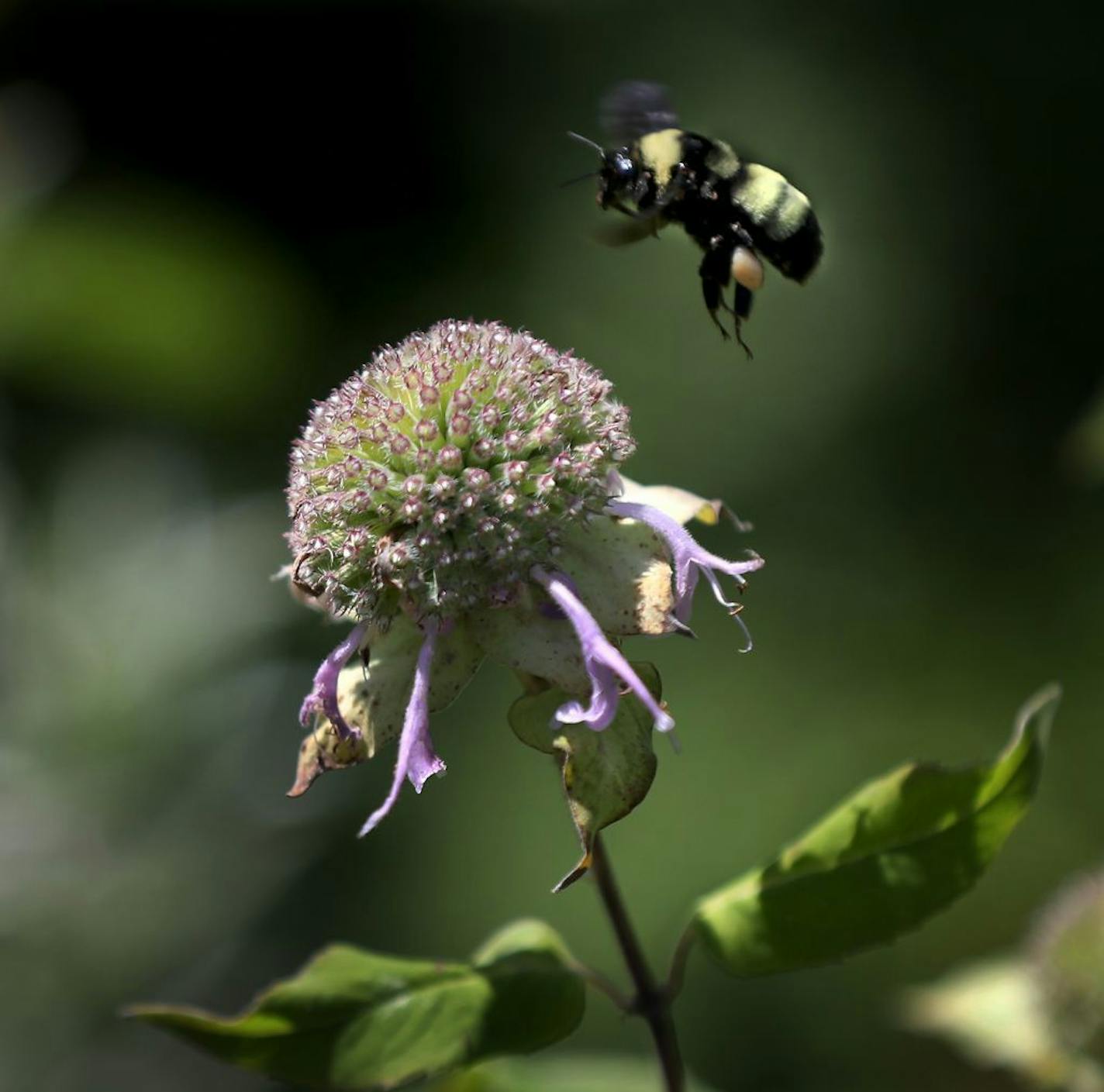 A common bumblebee hovers over a wildflower in Lone Lake Park in Minnetonka. Environmentalists are concerned about the impact of mountain bike trails on bee habitat in the park.