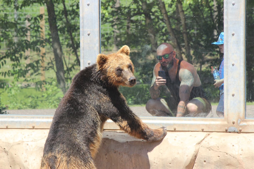 Visitors to Duluth's Lake Superior Zoo check out the new Bear Country exhibit, which replaced the Polar Shores exhibit destroyed during the 2012 flood. Banks (pictured) and Tundra are Alaskan brown bears who were orphaned after a vehicle accident.