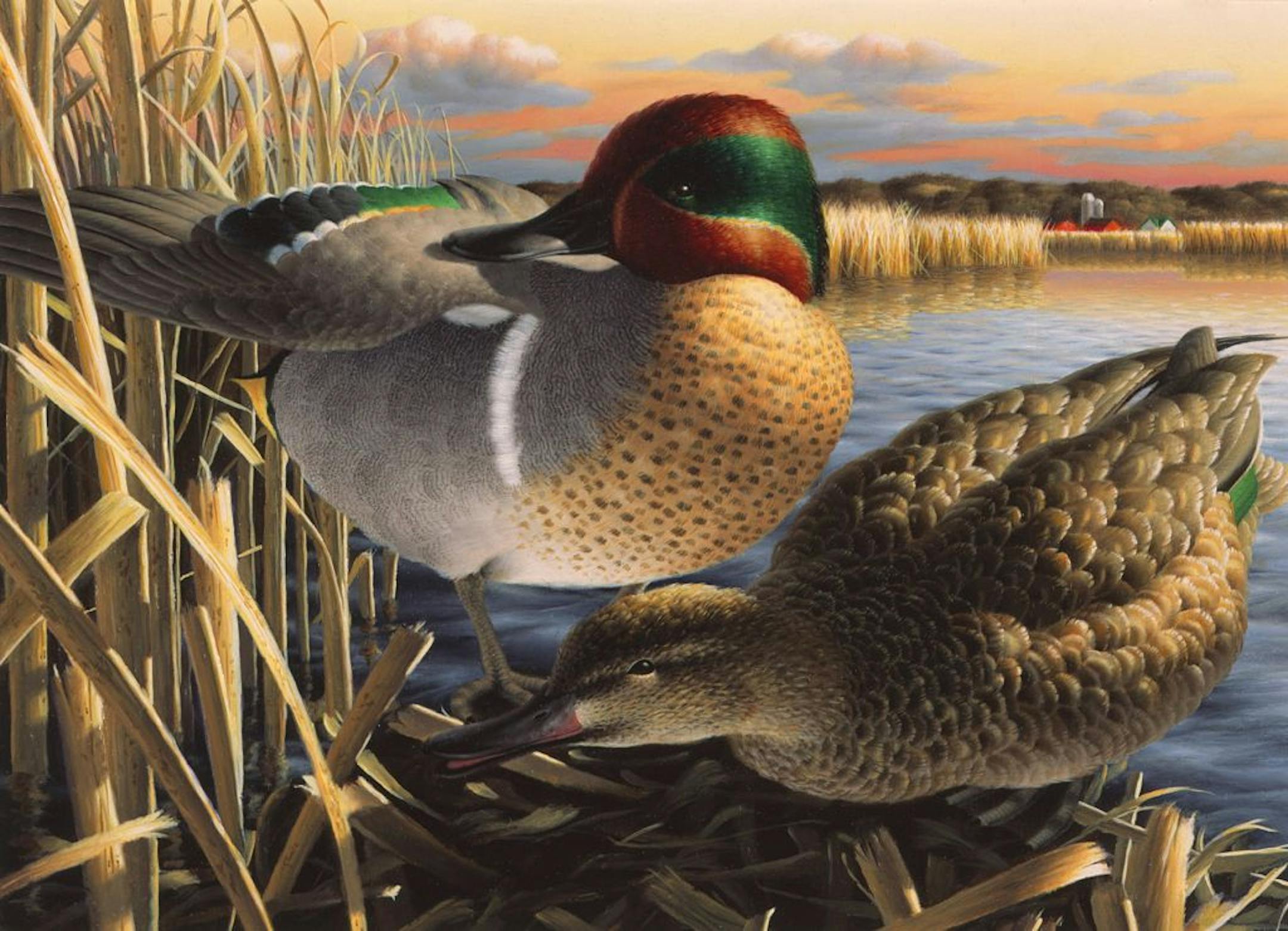 1999 Minnesota duck stamp, winning painting, by John House of Melby, Minn. House is the only artist to win all five state stamps -- duck, pheasant, turkey, trout and walleye.