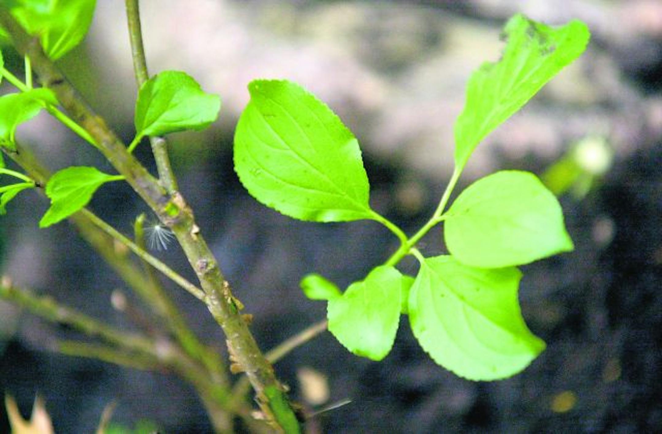 Minneapolis, Mn., Weds., June 12, 2002--Buckthorn is one of the invasive species that Longfellow area neighborhoods and river-oriented nonprofits are trying to get rid of in the Mississippi River gorge.