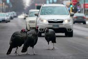 A small flock of wild turkeys briefly caused a traffic jam as they crossed Johnston Street Northeast while foraging for food Thursday.