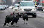 A small flock of wild turkeys briefly caused a traffic jam as they crossed Johnston Street Northeast while foraging for food Thursday.