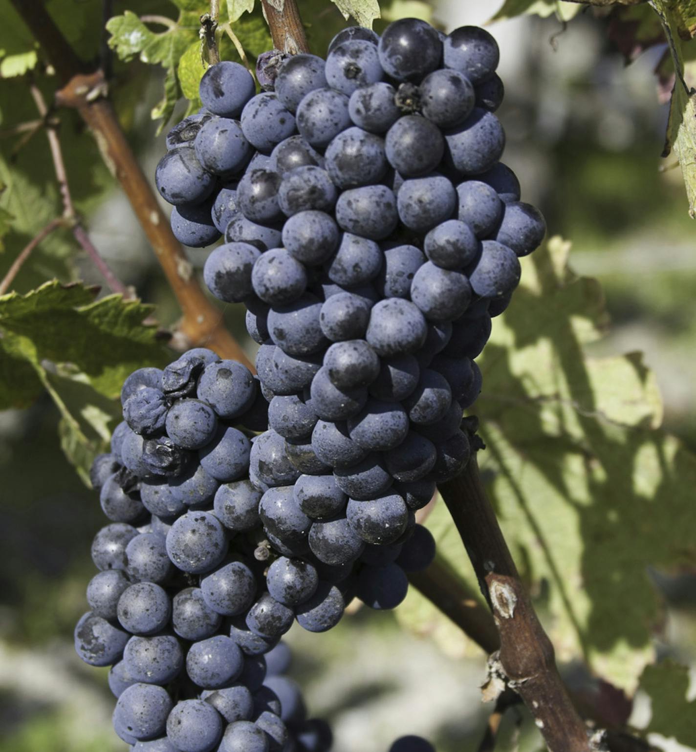 Bordeaux grapes from Bordeaux, France. From istockphoto.com.