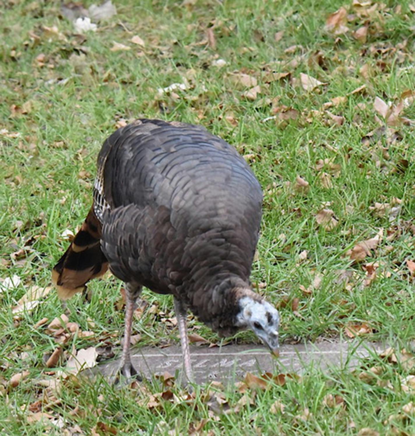 Wild turkey forages by a grave marker.