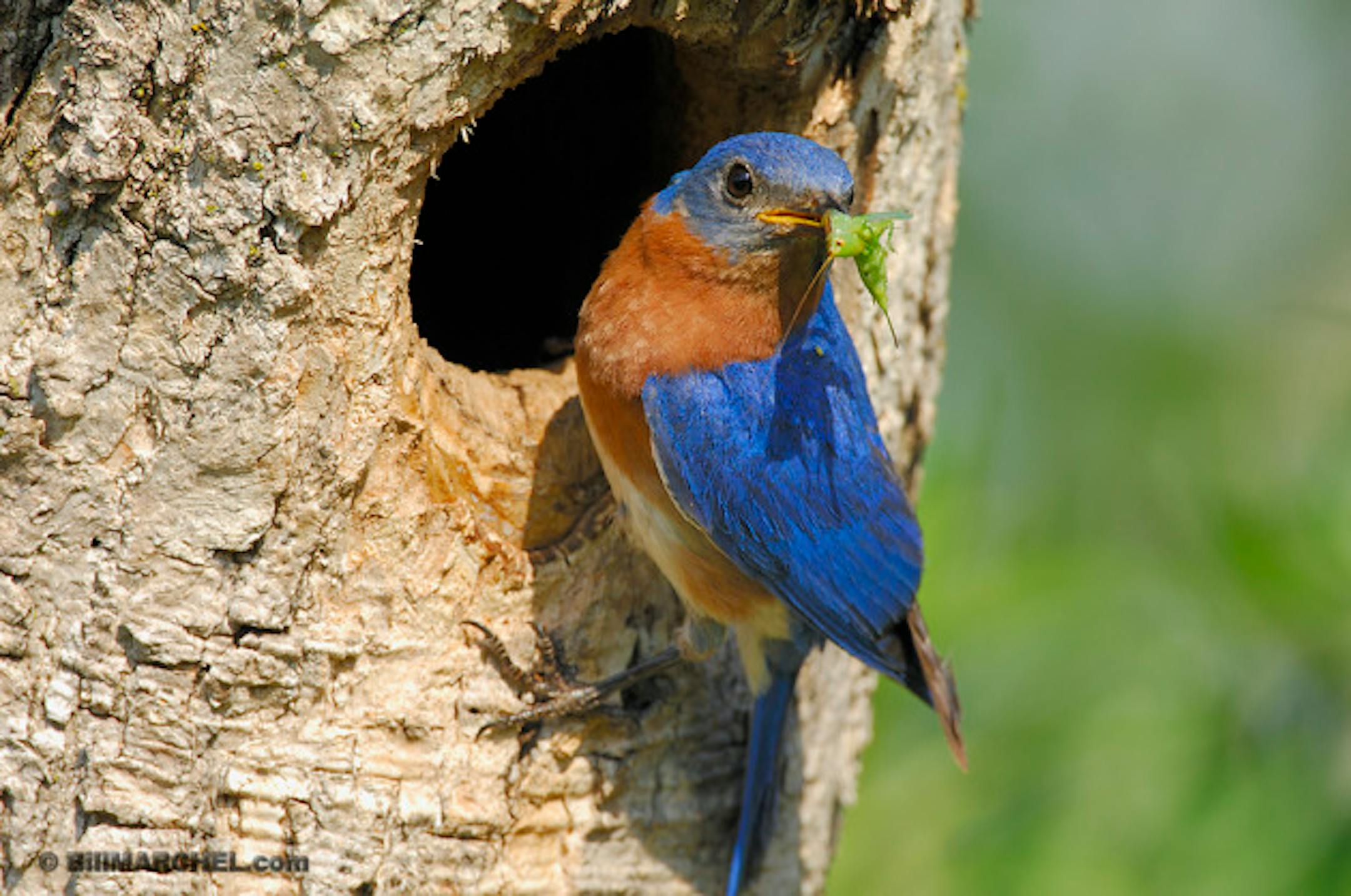 00100-019.20 Eastern Bluebird (DIGITAL) male has a katydid in its beak while at entrance to nest cavity. Feed, young.  H4F1