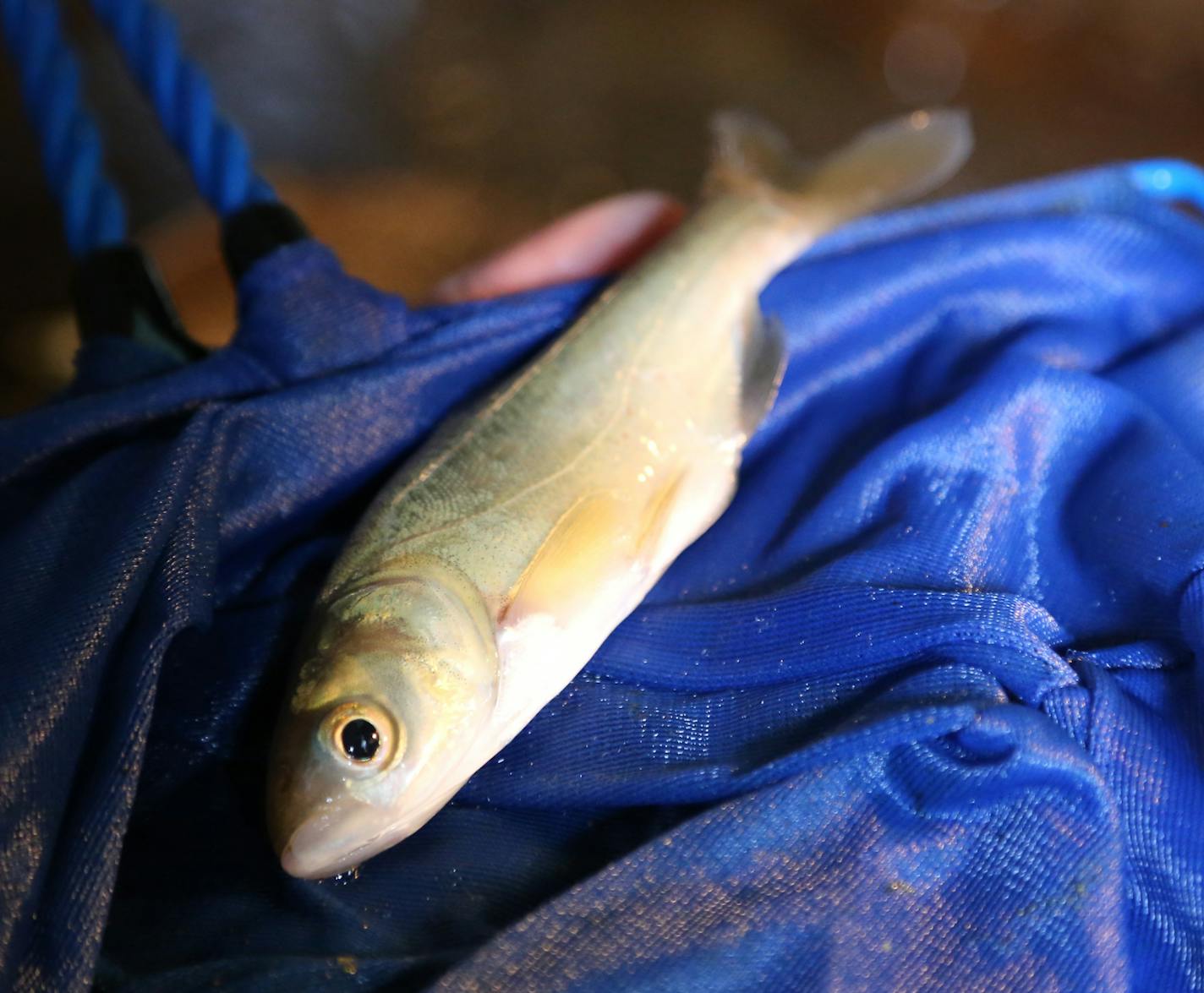 A 1-year-old bighead carp, an invasive species Minnesota doesn't want.