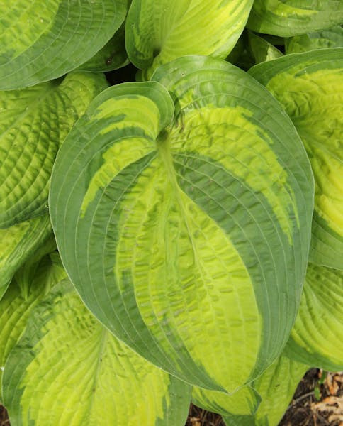 This beautiful hosta named Paradigm is notable for the bright green markings on the foliage that help it stand out in a shady landscape. (Pablo Alcala