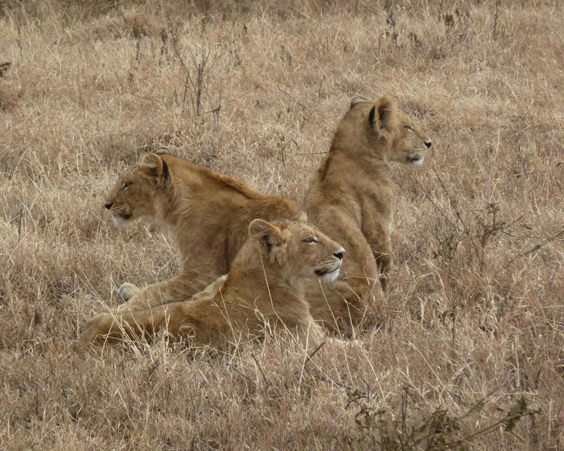Photographer: Caroline Schmitz of Eden Prairie. The scene: Schmitz photographed this family of lions while on safari at the Ngorongoro Crater in Tanzania. The college student spent almost two weeks this June in Tanzania, staying with a family in Arusha. Schmitz said in an e-mail that she was struck not only by the beauty of the wildlife but by the welcoming nature of the Tanzanian people. "I have never felt so at home in homes other than my own."